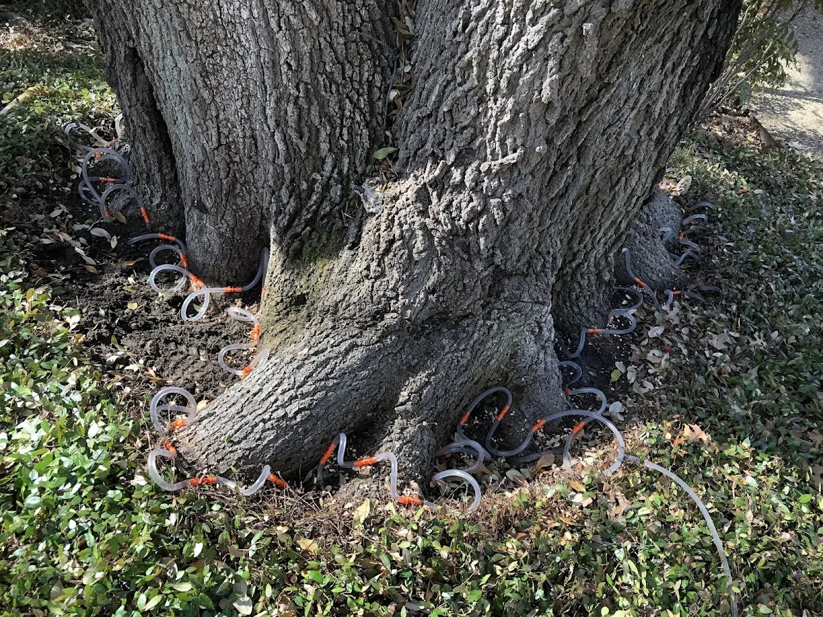 Detailed Tree Cabling and Bracing job site in Placitas