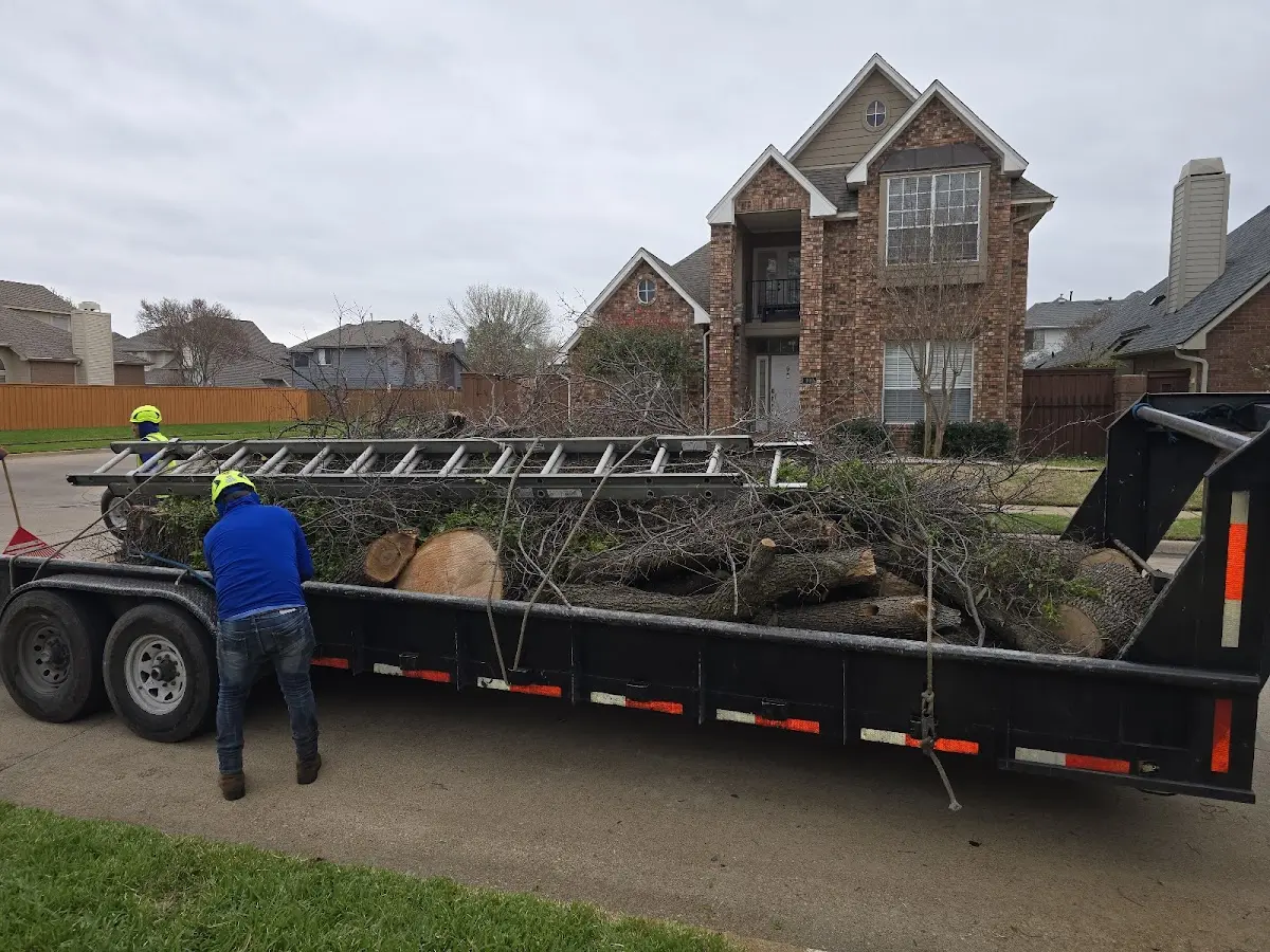 Expert Tree Fertilization with proper safety equipment in Placitas